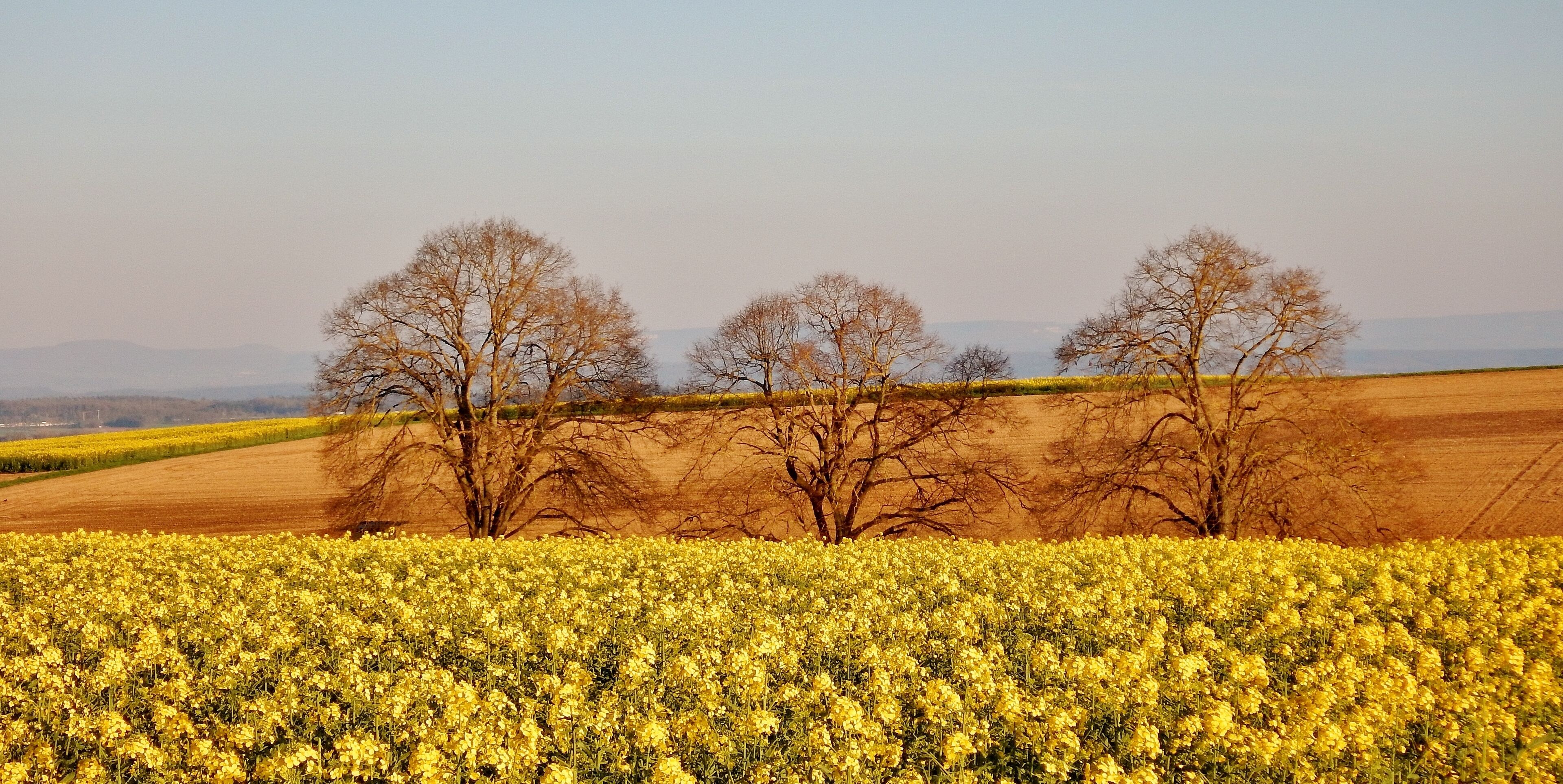 Naturdenkmal Baumgruppe