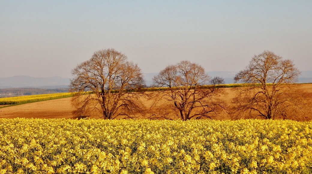 Naturdenkmal Baumgruppe