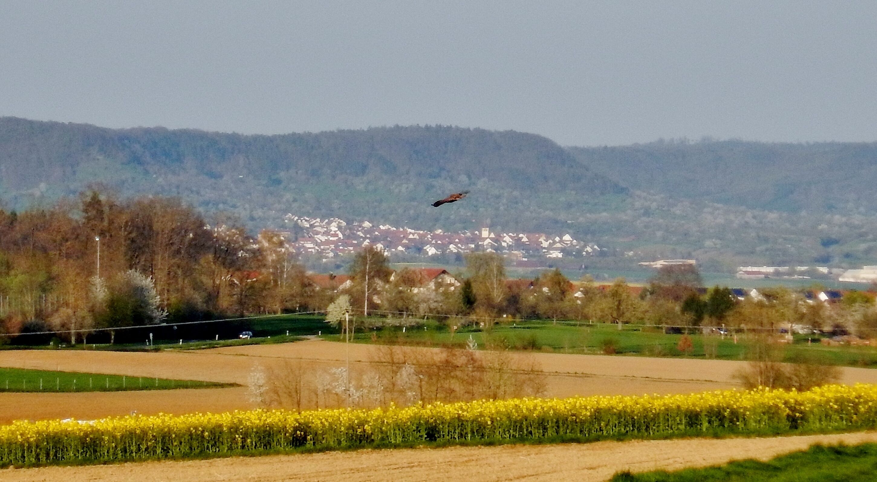 Raubvogel vor der Kulisse Schönbuchrand bei Sindlingen