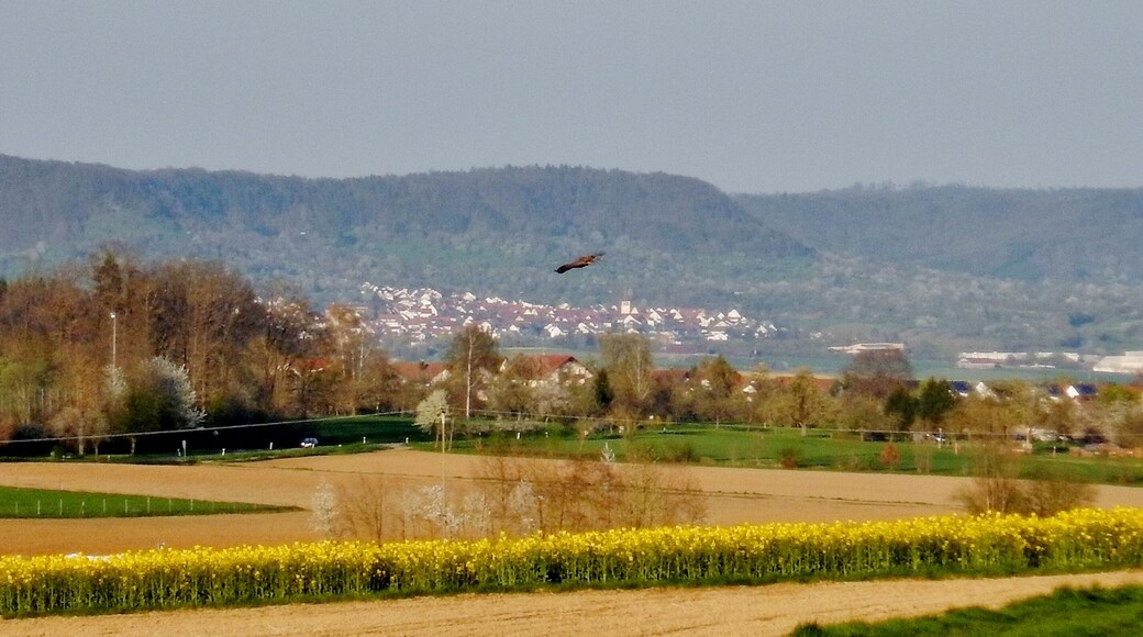 Raubvogel vor der Kulisse Schönbuchrand bei Sindlingen
