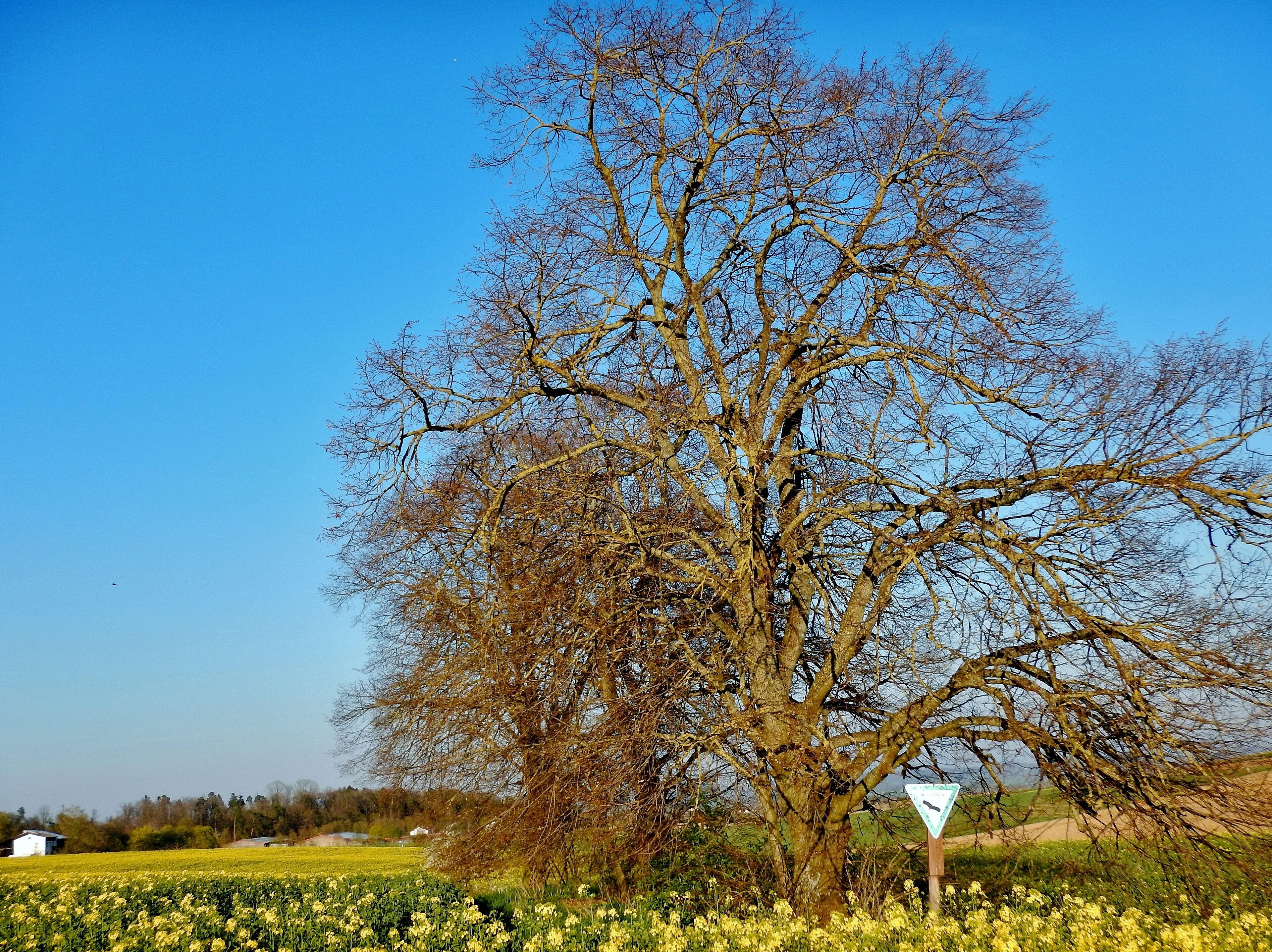 Naturdenkmal Baumgruppe