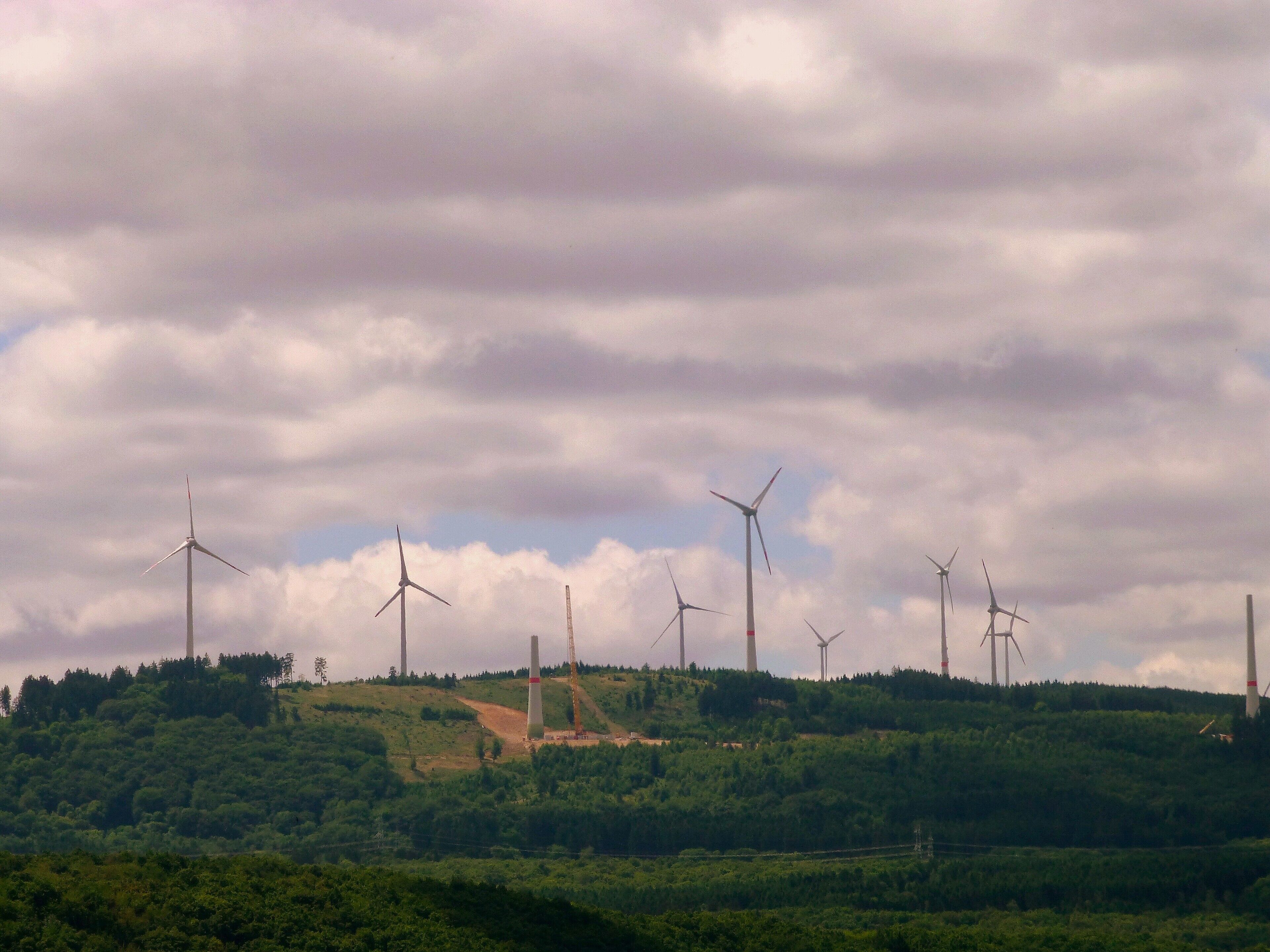 Soonwald bei Ellern – „Aufforstung“