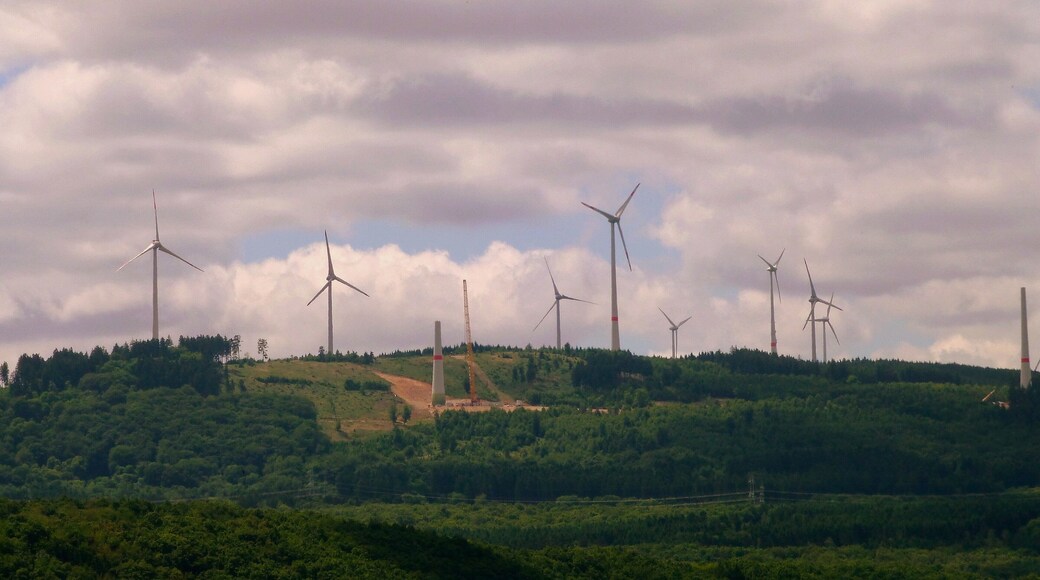 Soonwald bei Ellern – „Aufforstung“