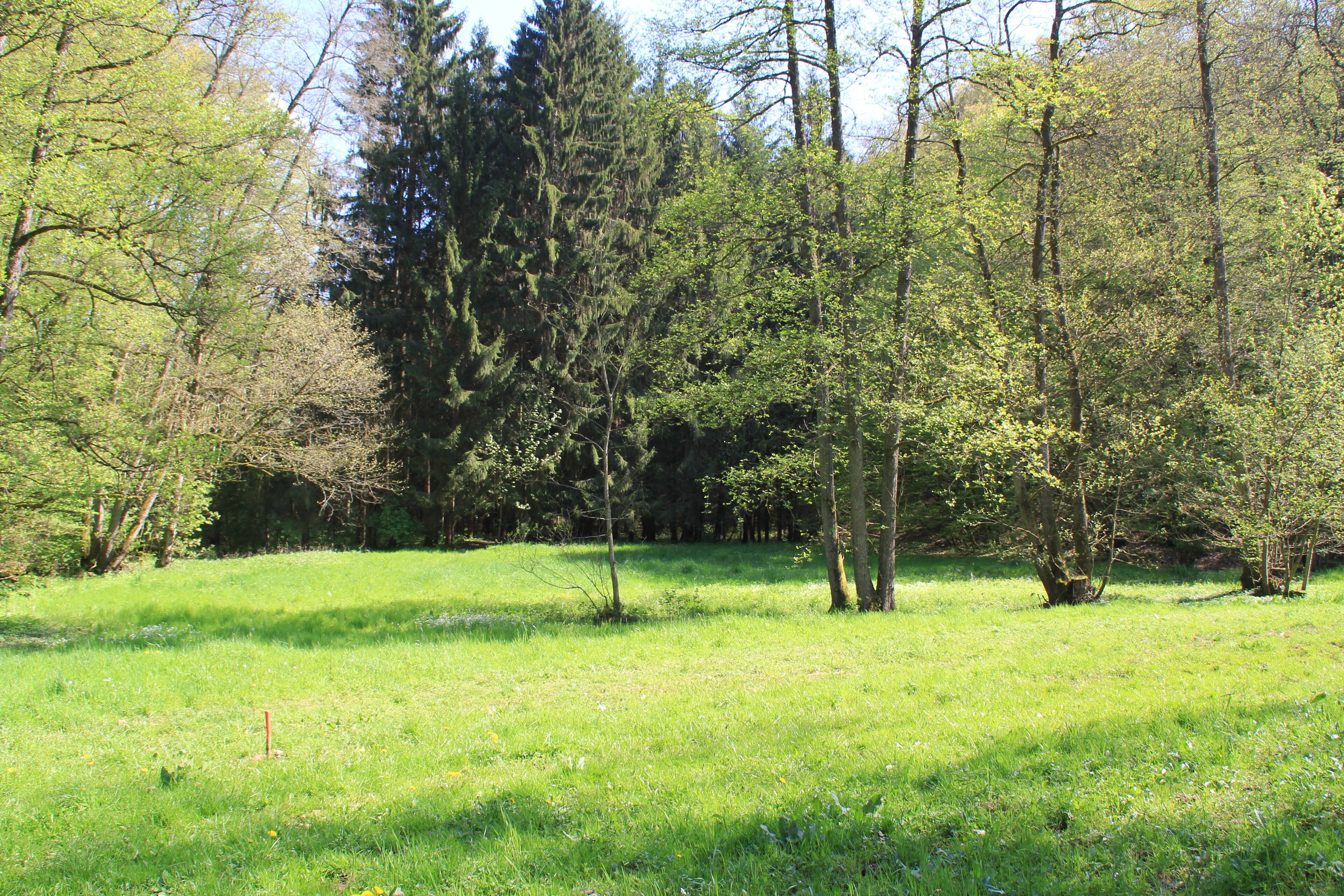 A grassy field with trees and a dense forest in the background.