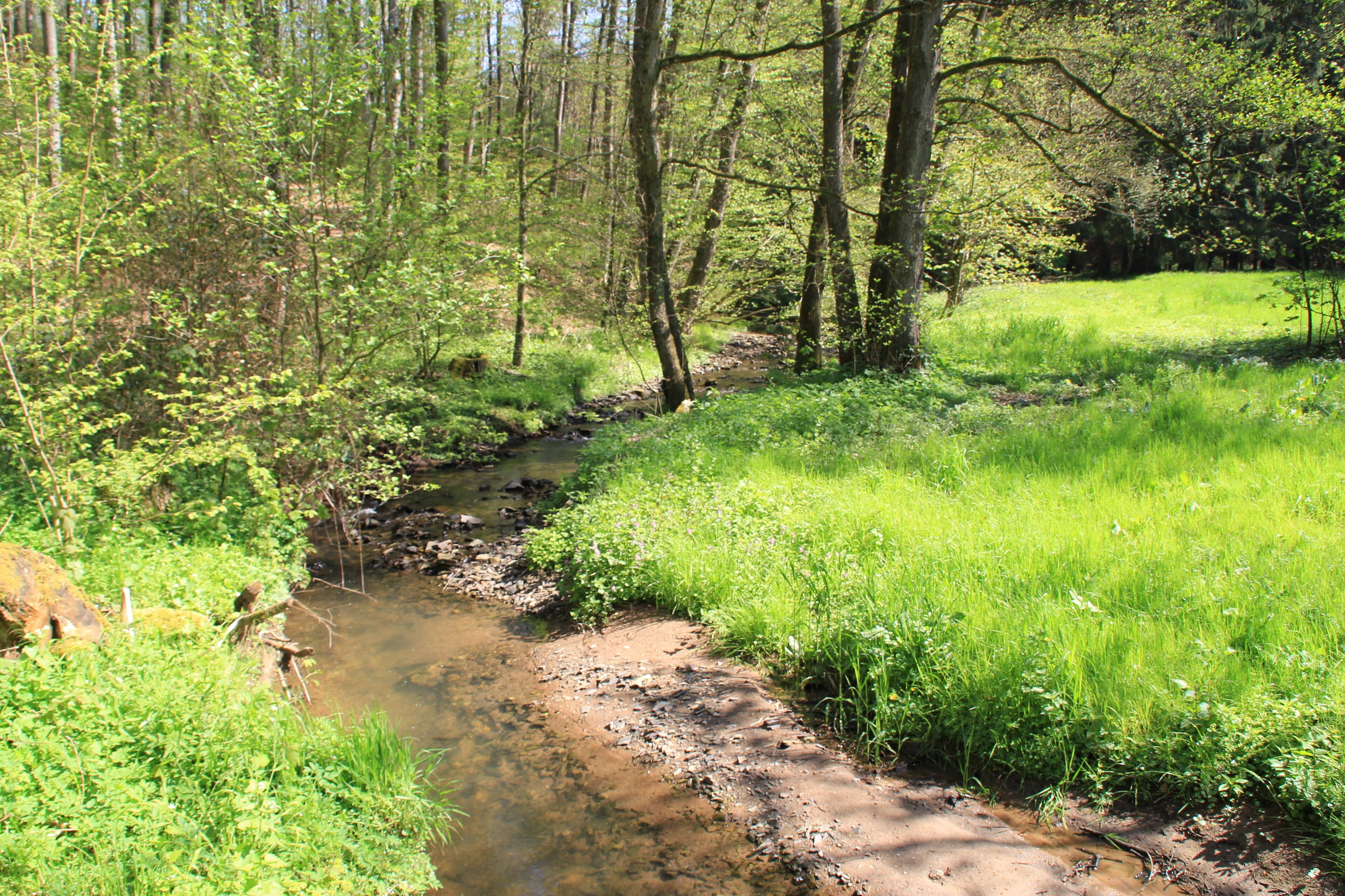 Der Geiselbach im Teufelsgrund vor der Omersbachmündung ist Grenzbach zwischen Hessen (links) und Bayern (rechts)