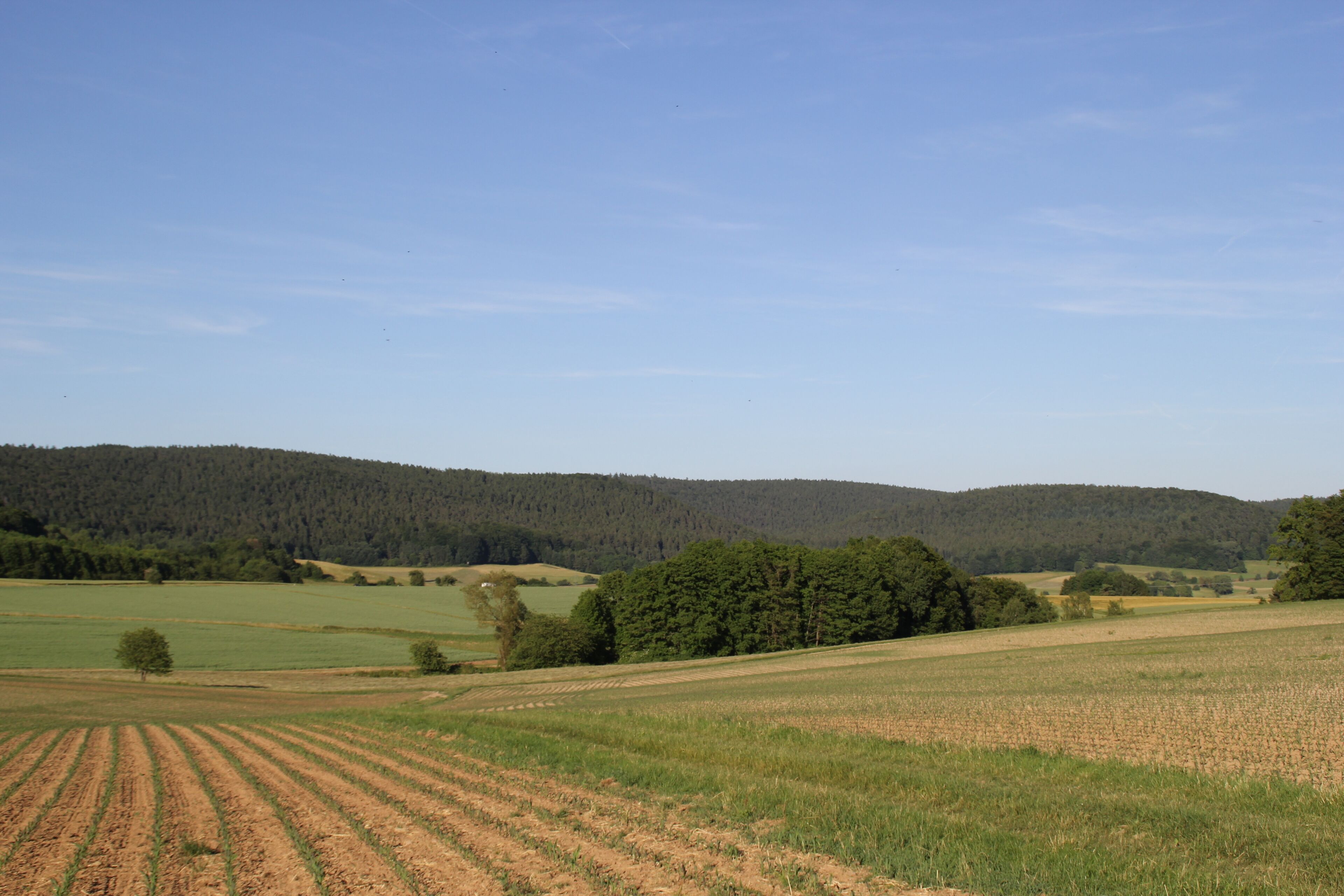 Blick in den Huckelheimer Wald