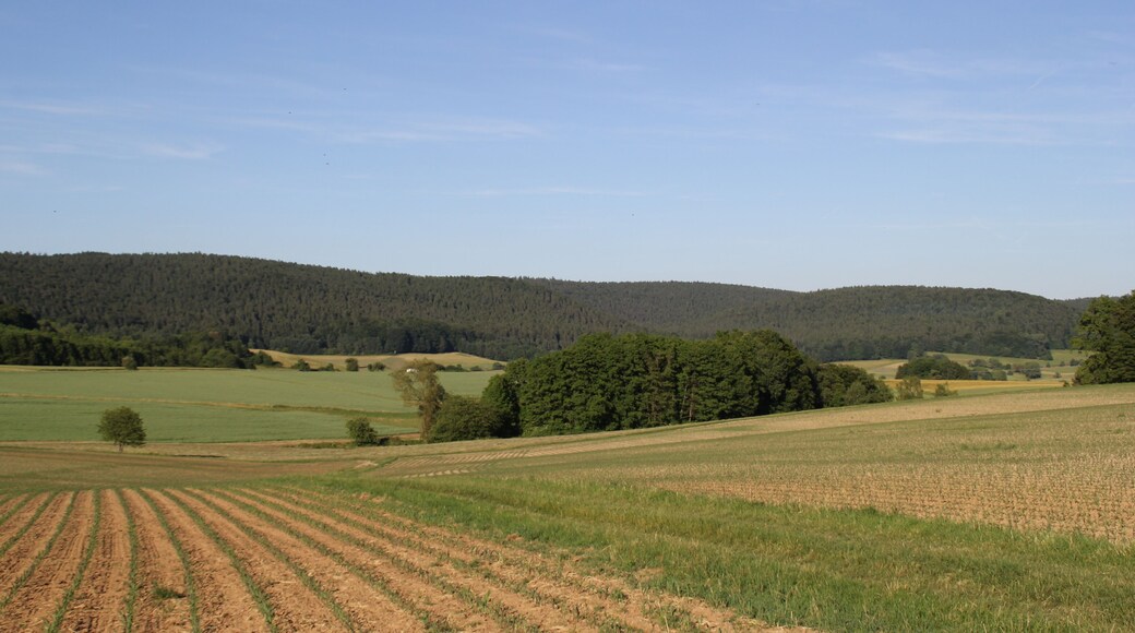 Blick in den Huckelheimer Wald