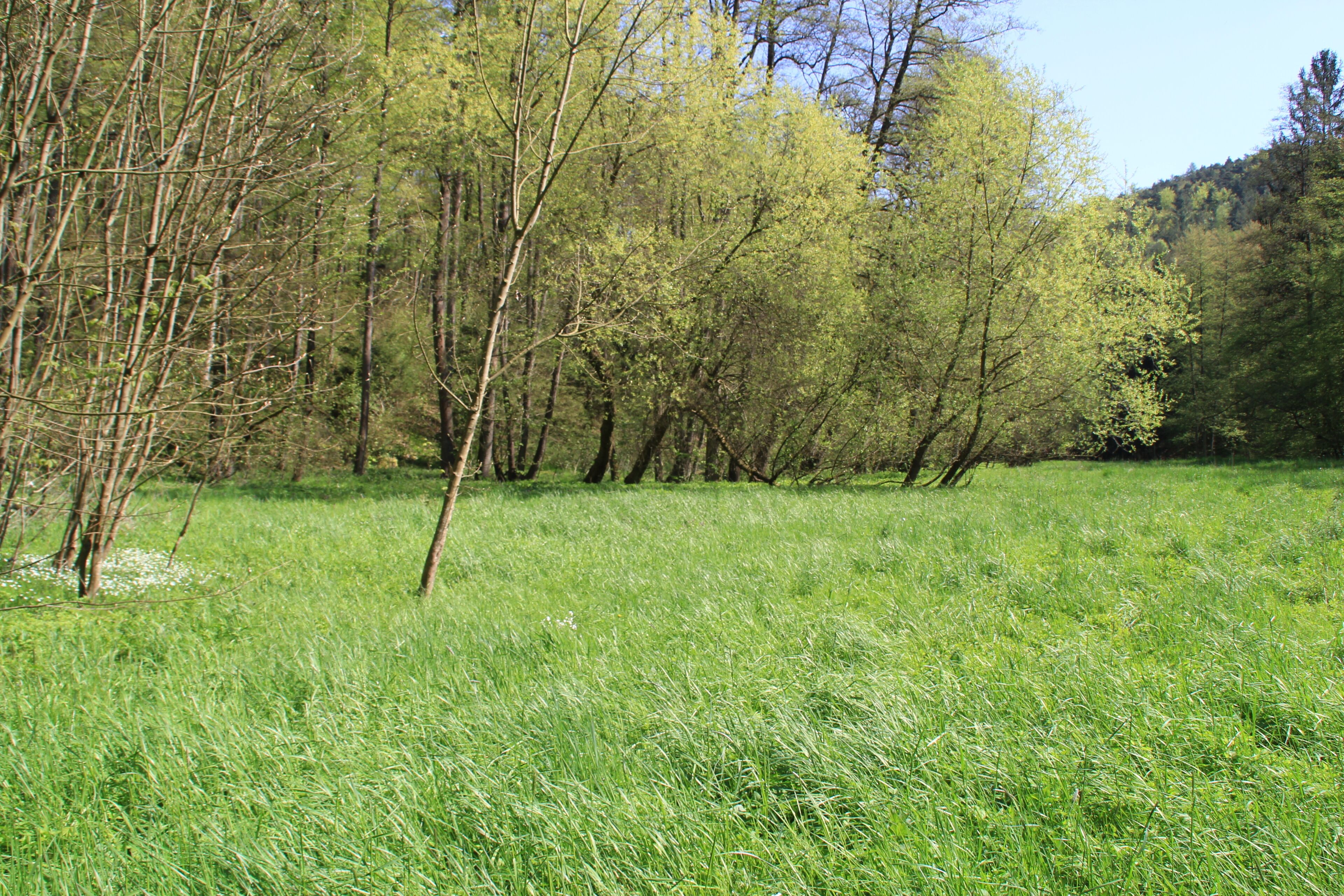 Der Teufelsgrund in der Nähe der Teufelsmühle