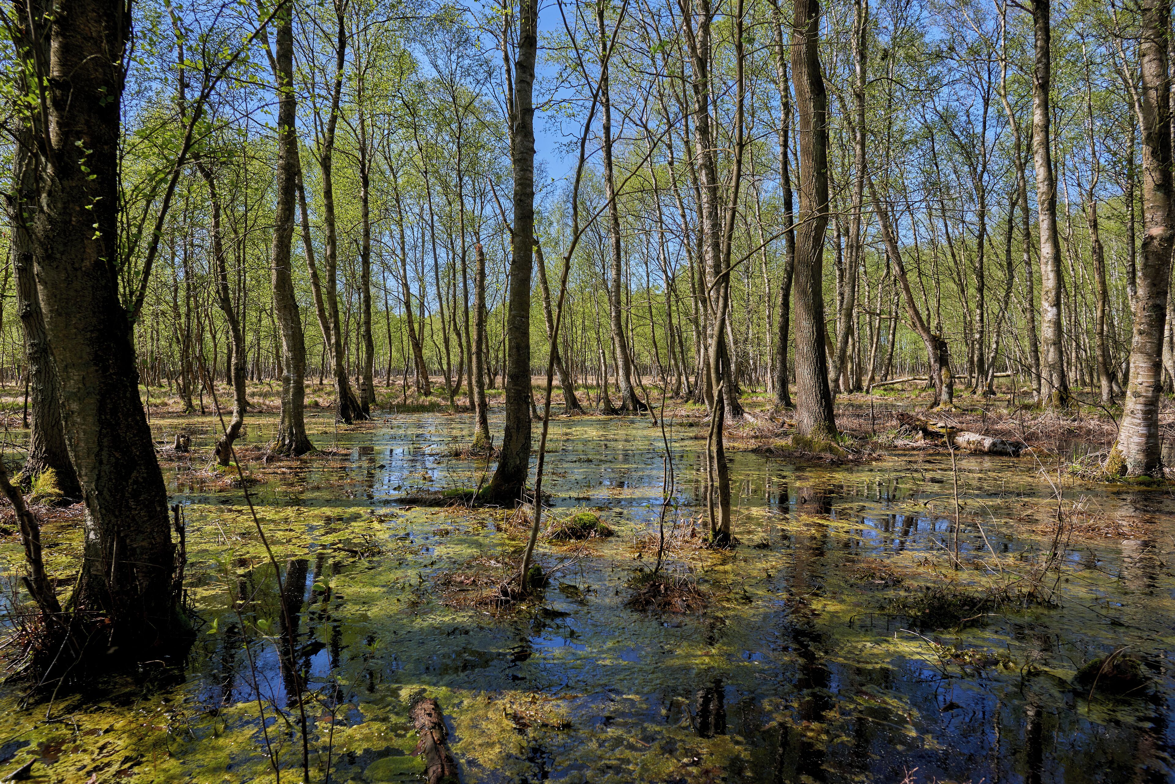 Wetland forest adjoining the peat bog area in in Kaltenhofer Moor nature reserve, FFH area 1526-353 'Natural Forest Stodthagen and adjoining peat bogs'.