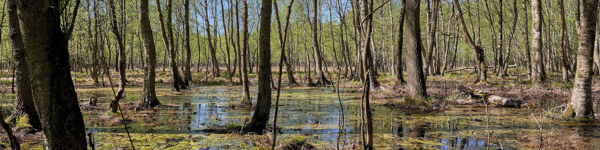 Wetland forest adjoining the peat bog area in in Kaltenhofer Moor nature reserve, FFH area 1526-353 'Natural Forest Stodthagen and adjoining peat bogs'.