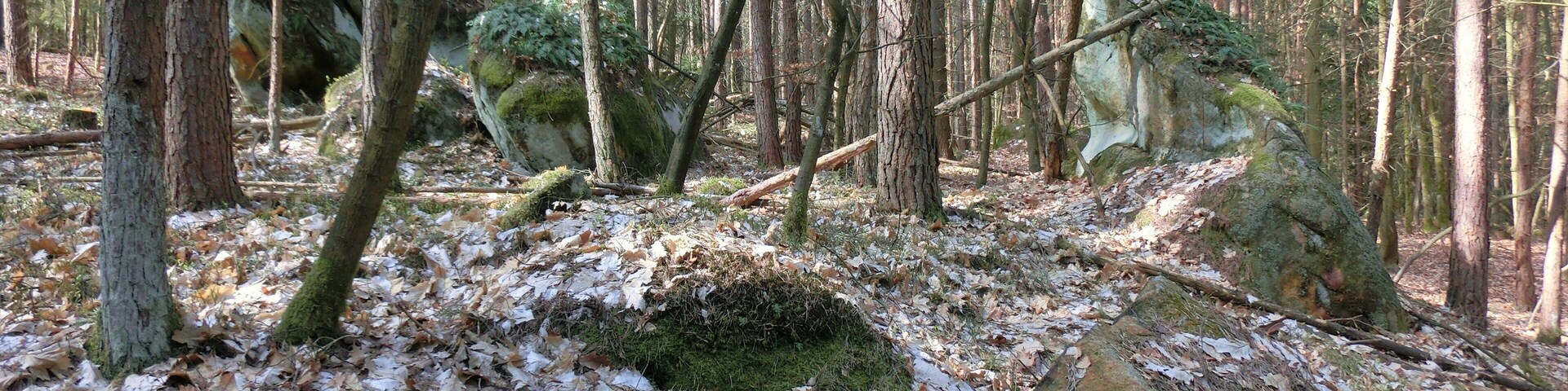 Heinersreuther Forst