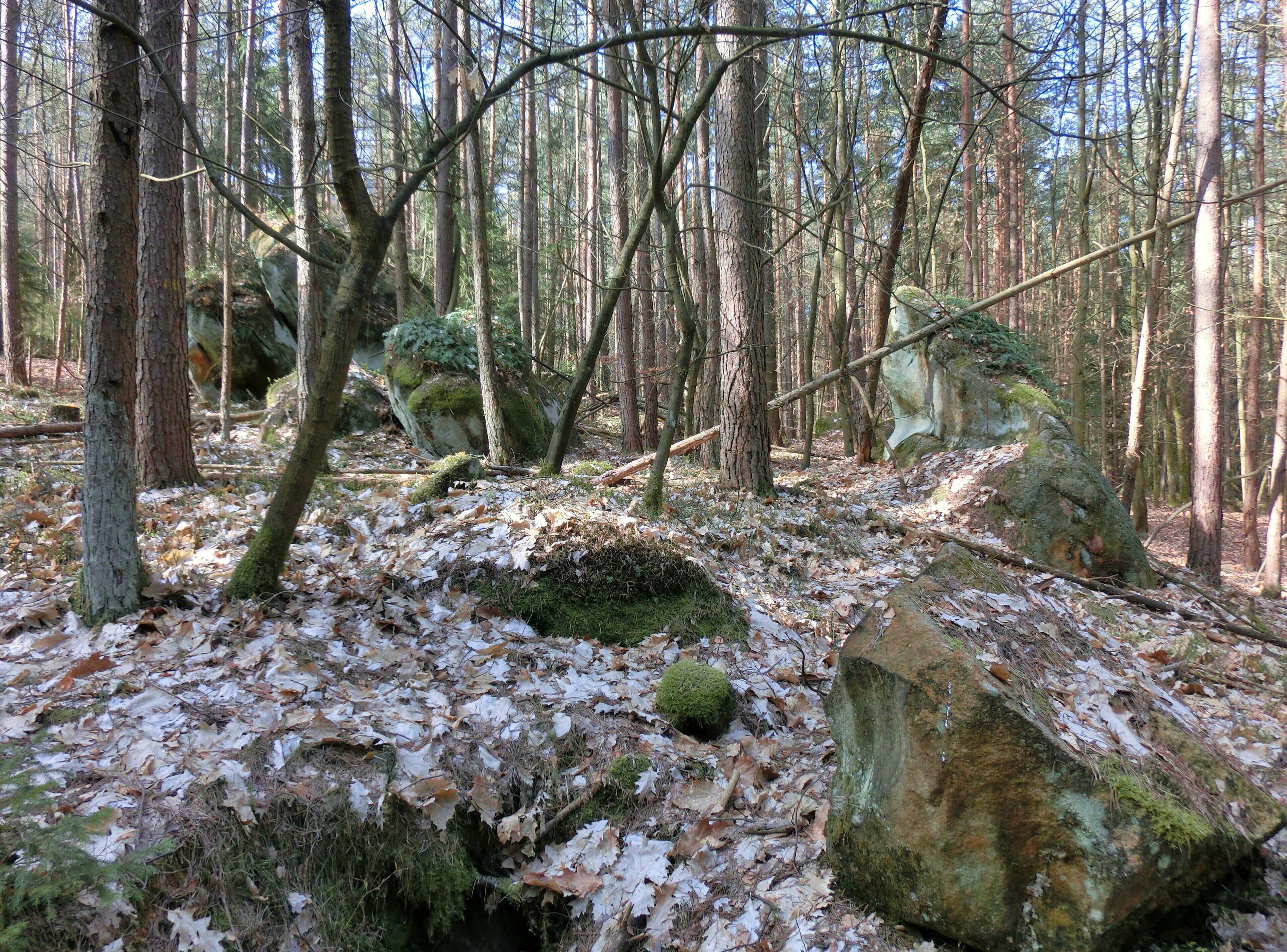 A forest with tall trees, fallen leaves, and moss-covered rocks.