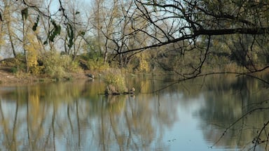 Lake "Silbersee", 65462 Ginsheim-Gustavsburg, Germany