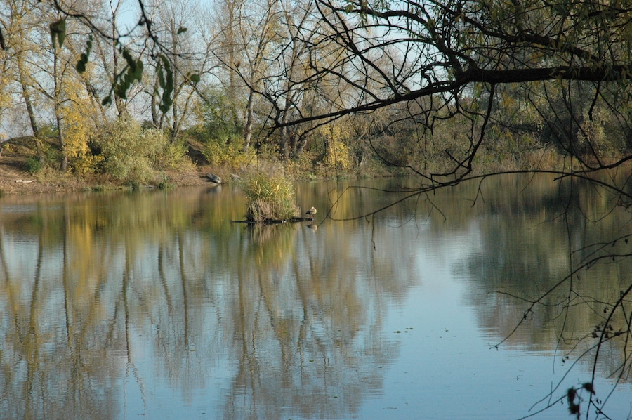 Ein ruhiger Fluss mit Spiegelungen von Bäumen und Ästen.