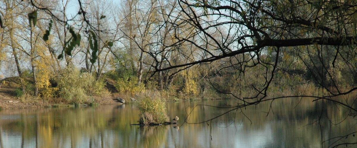 A calm river with reflections of trees and branches.
