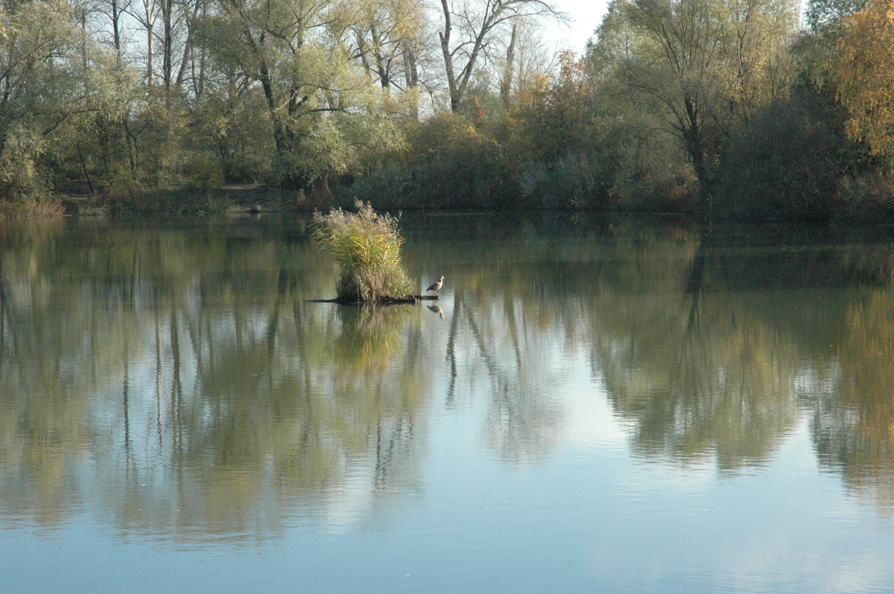 Lake "Silbersee", 65462 Ginsheim-Gustavsburg, Germany