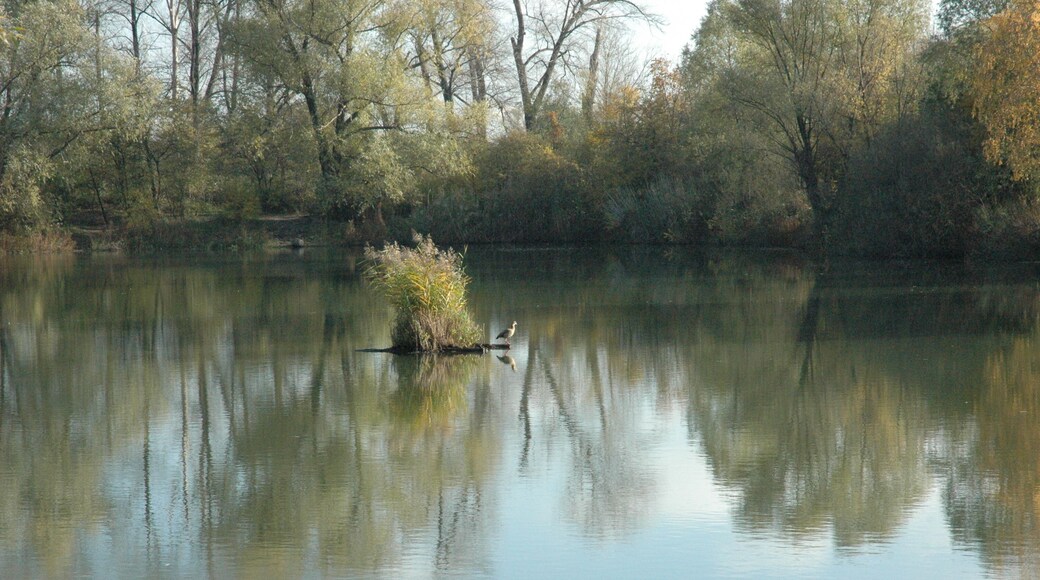 Lake "Silbersee", 65462 Ginsheim-Gustavsburg, Germany