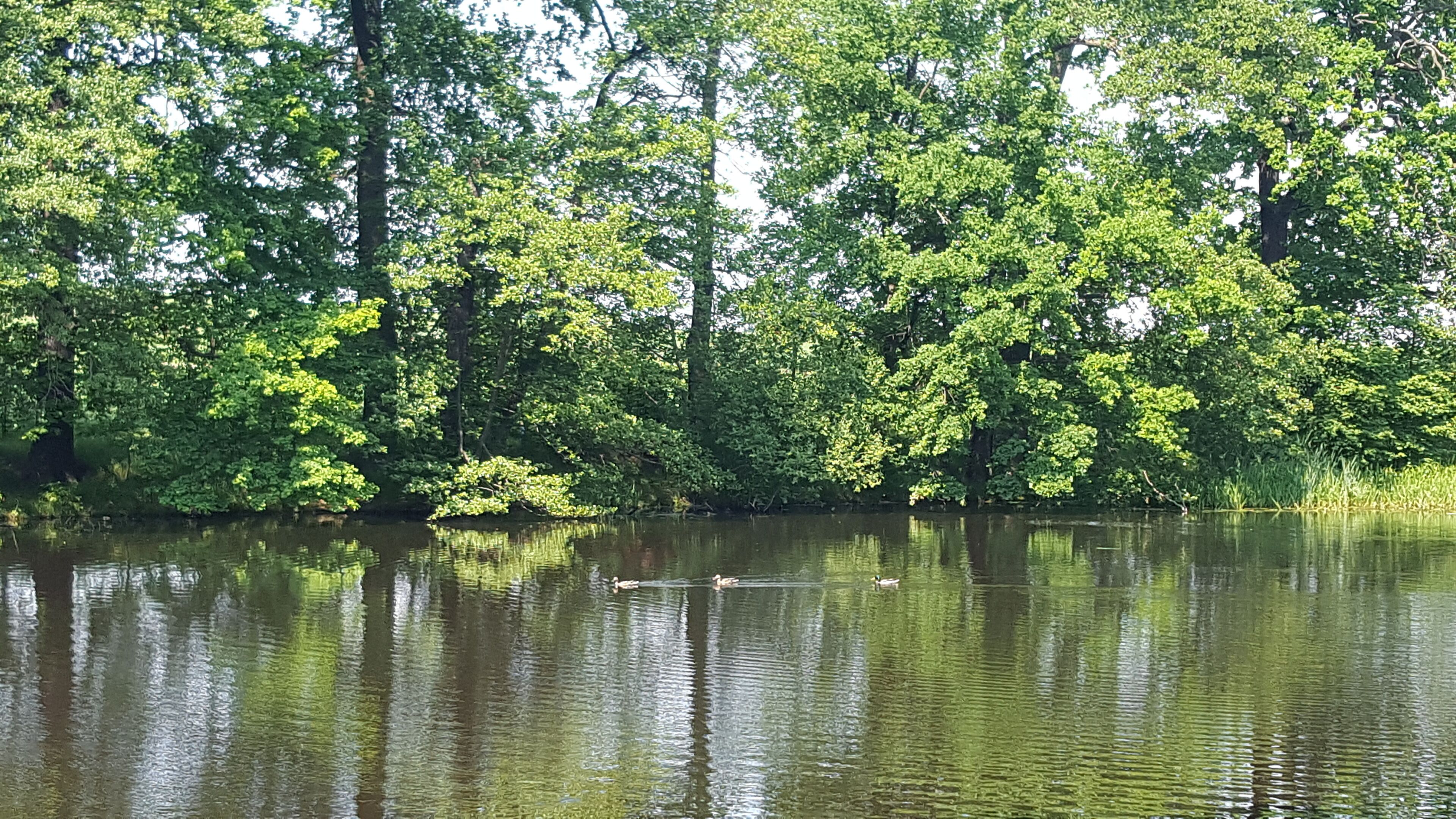 A calm lake surrounded by dense green trees.