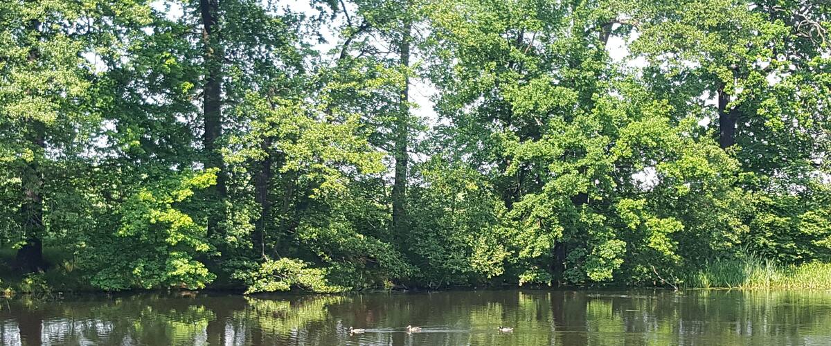 A calm lake surrounded by dense green trees.