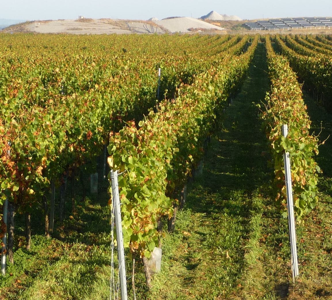 Wingert vor Müllberg