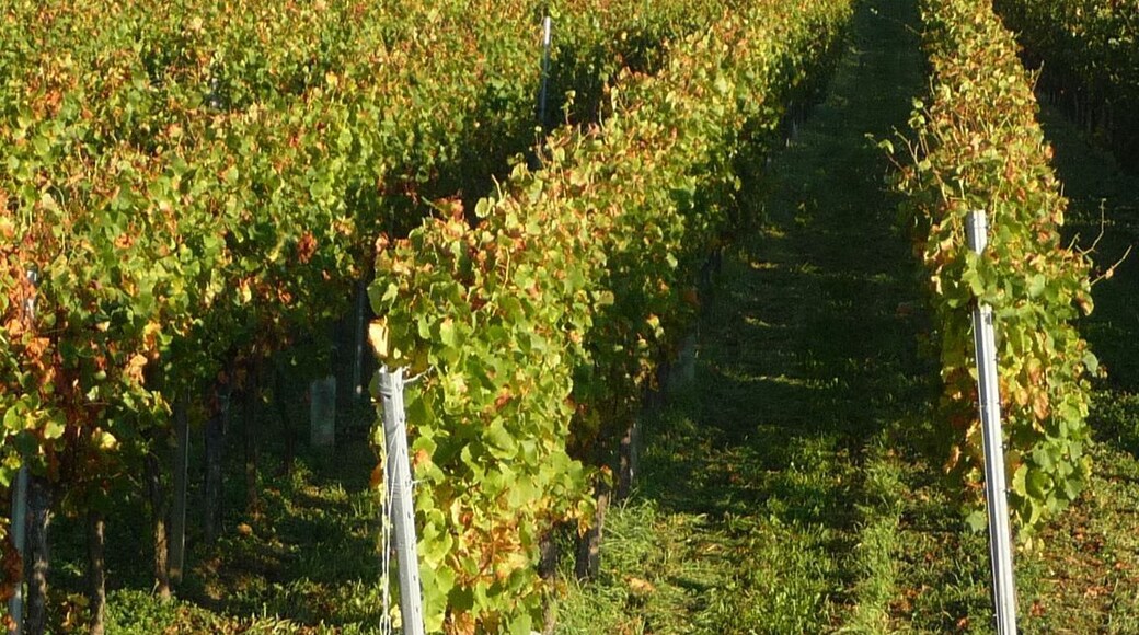 Wingert vor Müllberg