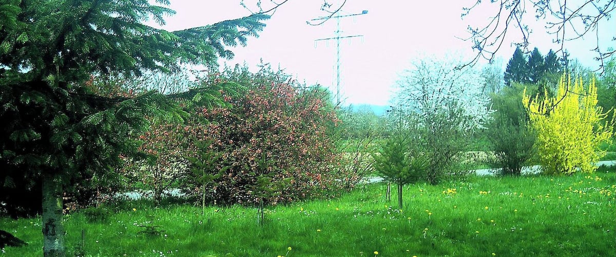 A grassy field with trees and a body of water in the background.