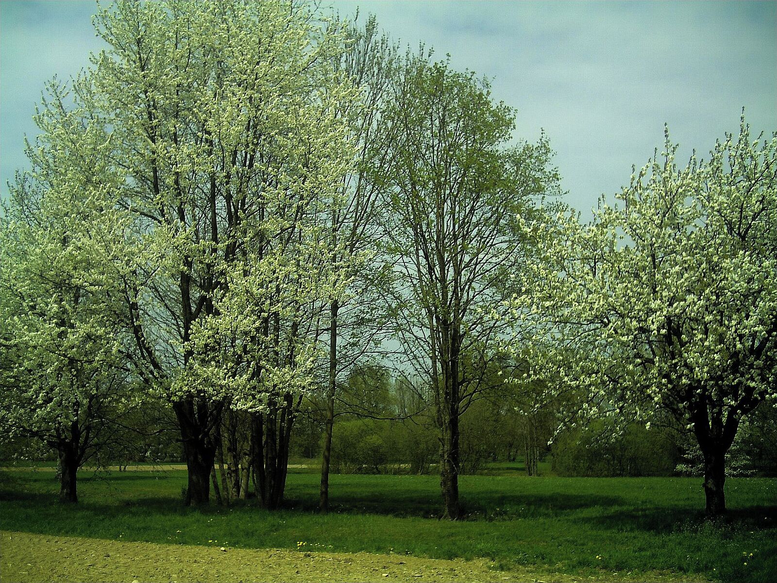 Kirschblüte in Schupfholz