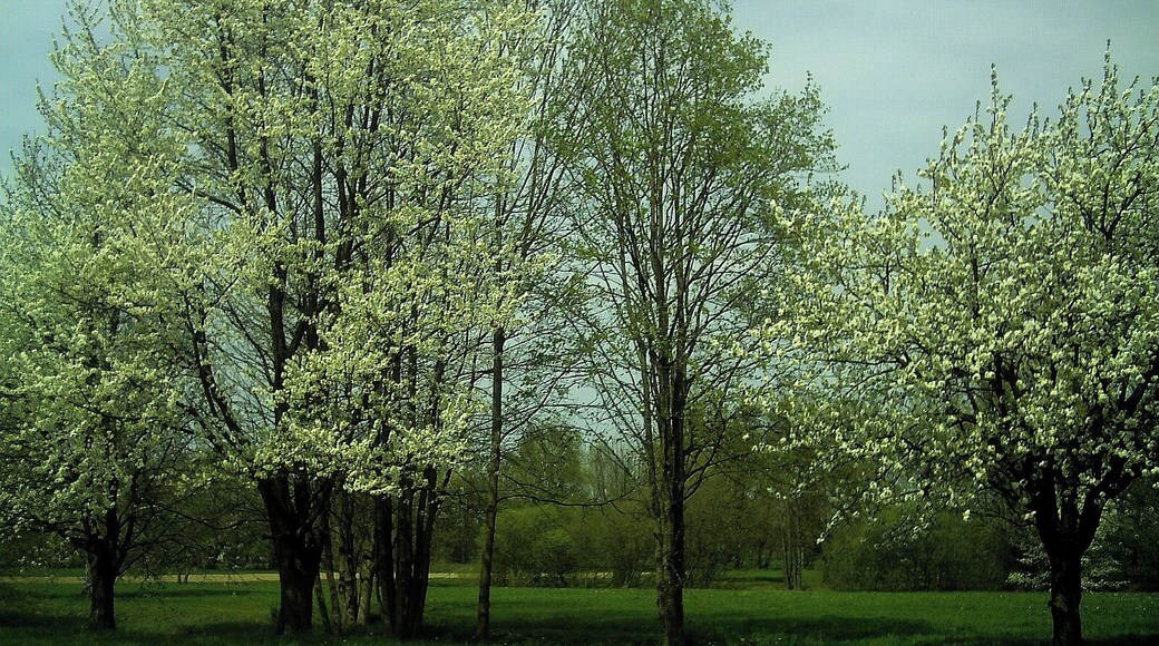 Kirschblüte in Schupfholz