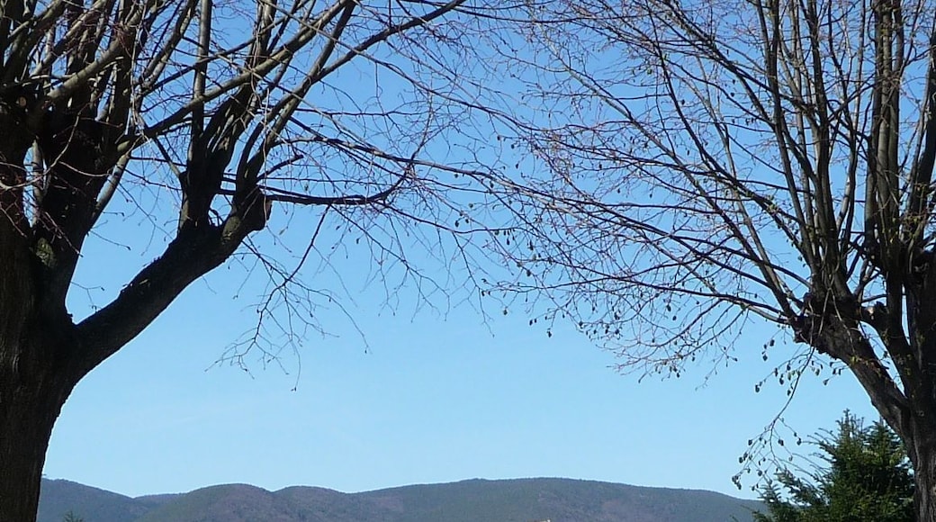Blick vom Friedhof Kirrweiler auf die Berge der Haardt