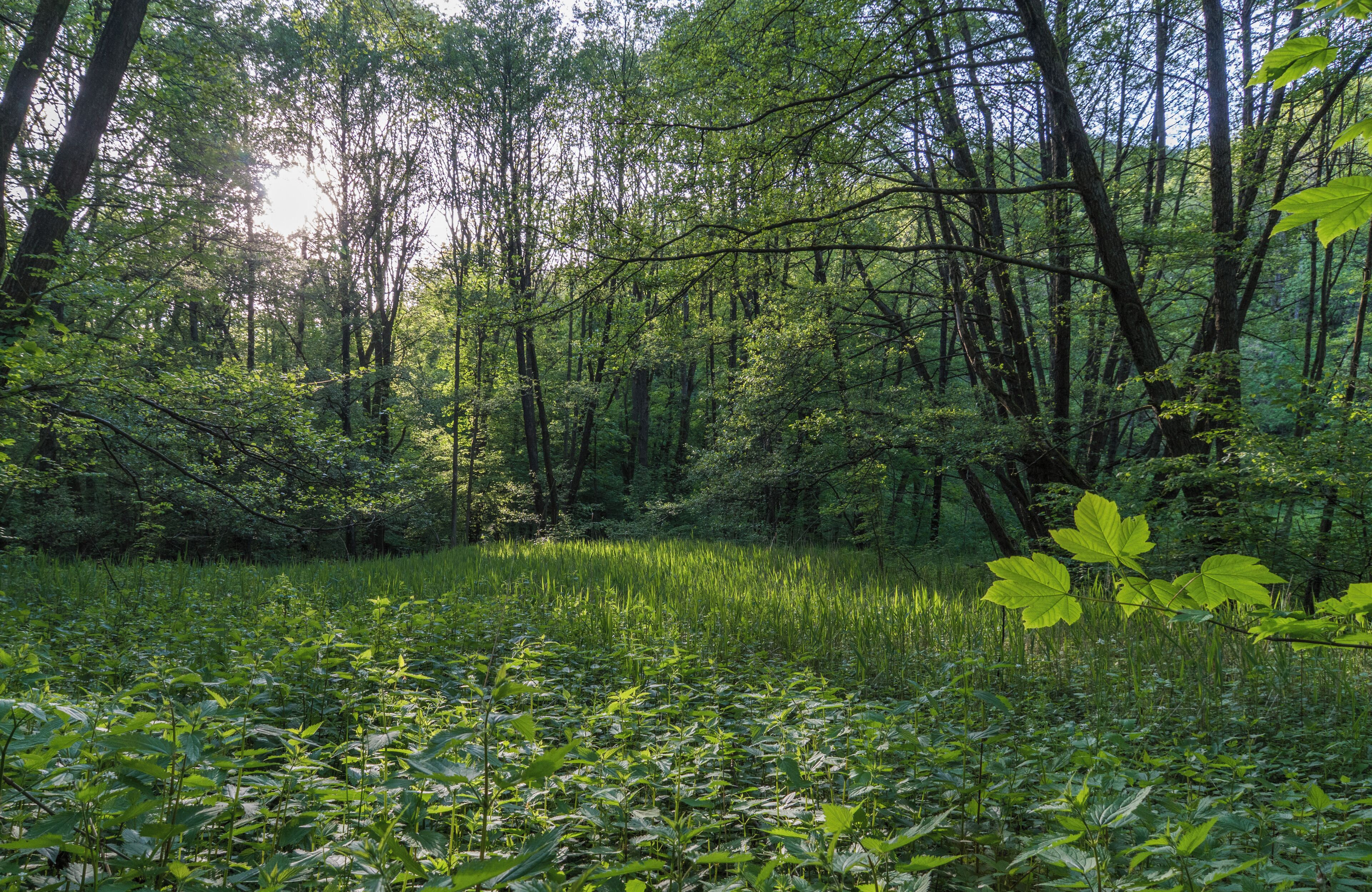 Naturschutzgebiet „Schannenbacher Moor“ (NSG 1431003) in Lautertal (Odenwald), Hessen