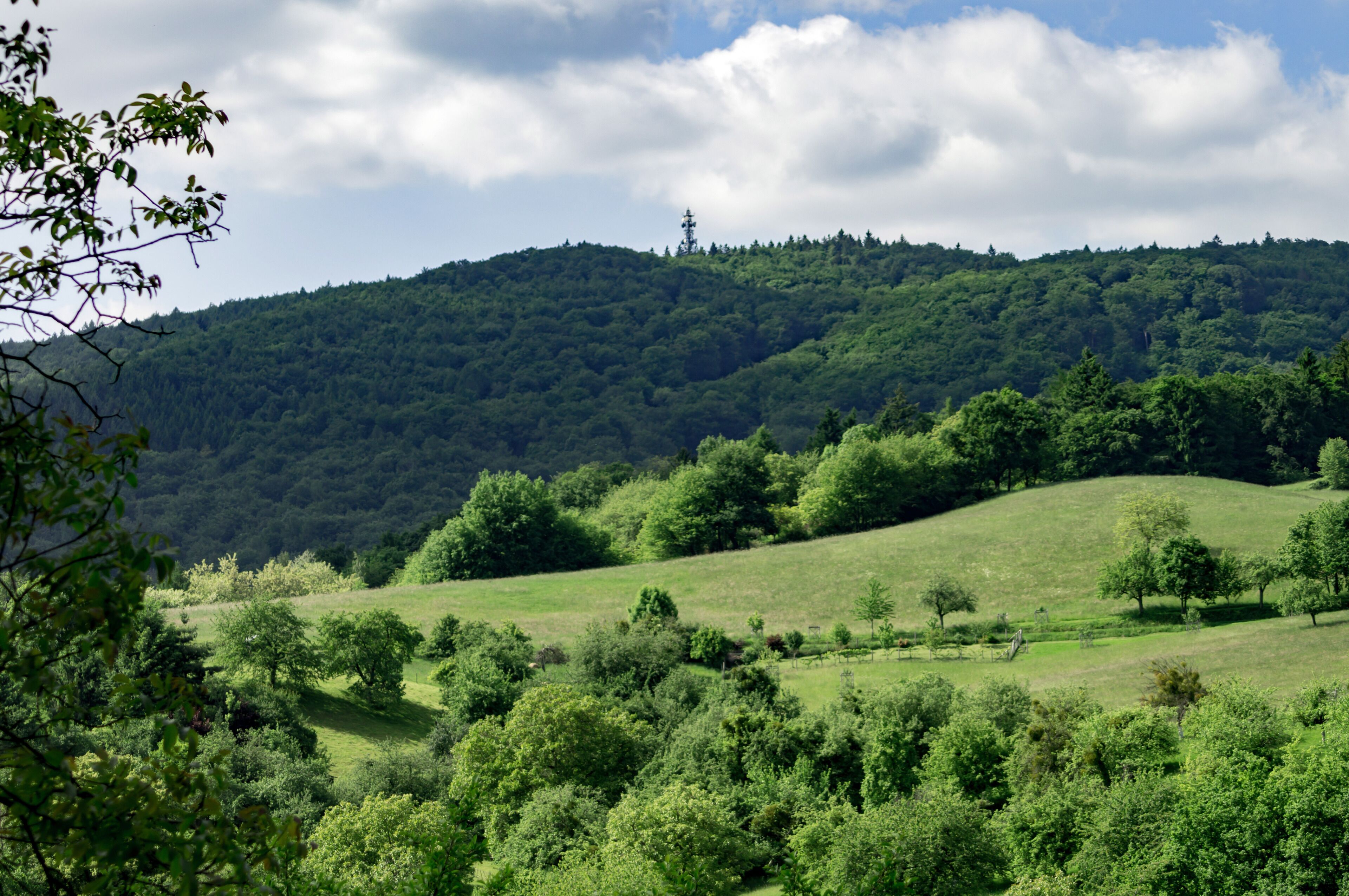 Naturschutzgebiet „Felsberg bei Reichenbach“ (NSG 1431001) in Hessen; Blick Richtung Felsberg mit Felsenmeer und Funkmast. Der Ohlyturm ist nicht zu erkennen, da zu niedrig und von den Bäumen verdeckt.