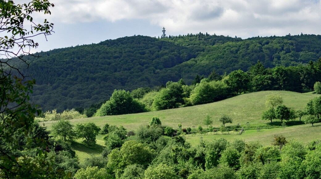 Naturschutzgebiet „Felsberg bei Reichenbach“ (NSG 1431001) in Hessen; Blick Richtung Felsberg mit Felsenmeer und Funkmast. Der Ohlyturm ist nicht zu erkennen, da zu niedrig und von den Bäumen verdeckt.