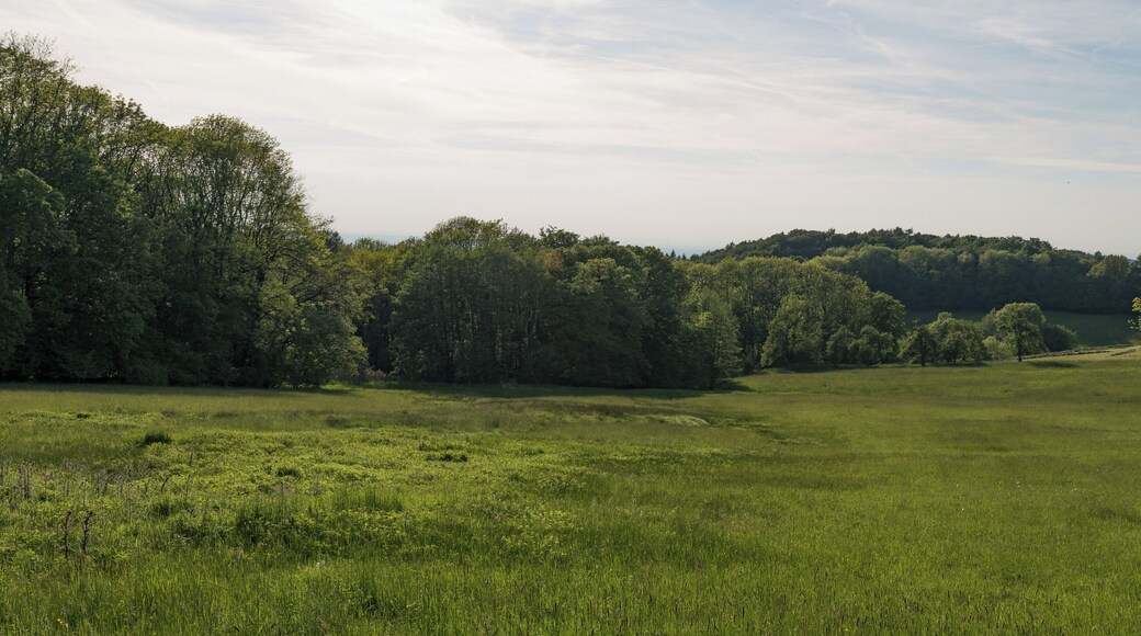 Naturschutzgebiet „Schannenbacher Moor“ (NSG 1431003) in Lautertal (Odenwald), Hessen