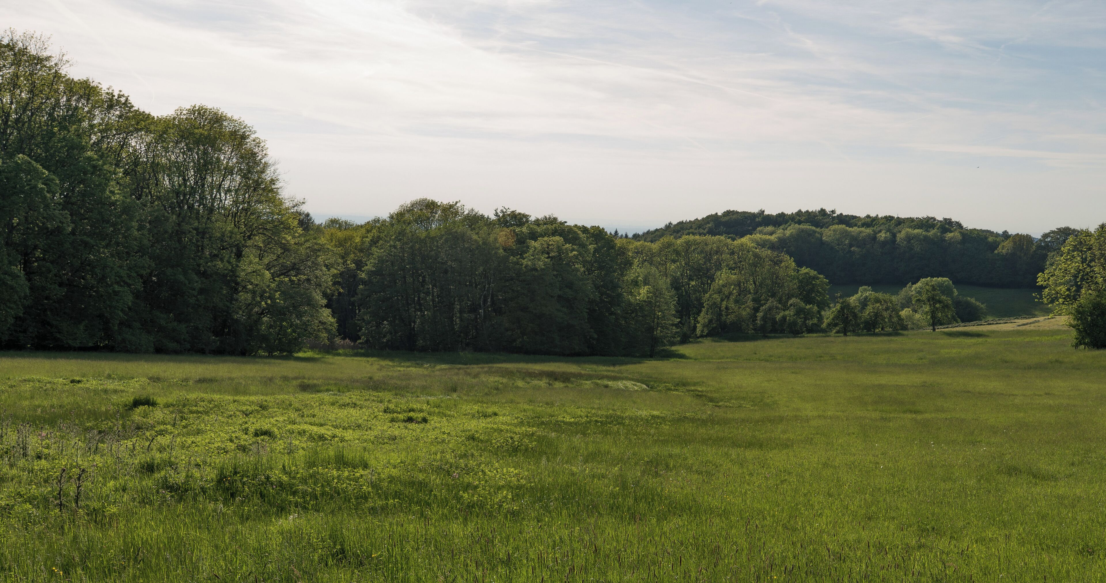 A lush green field with dense trees in the background.