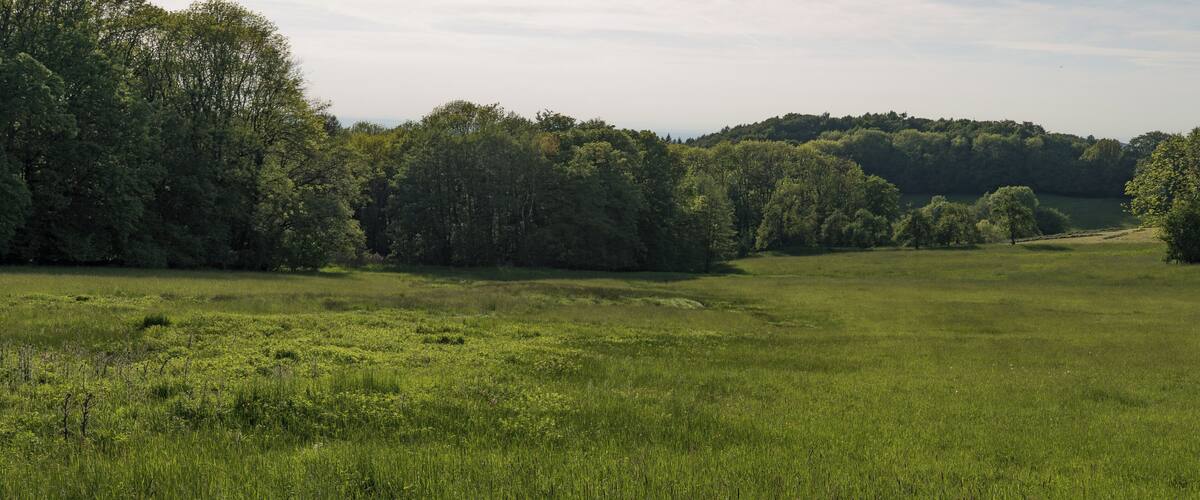 A lush green field with dense trees in the background.
