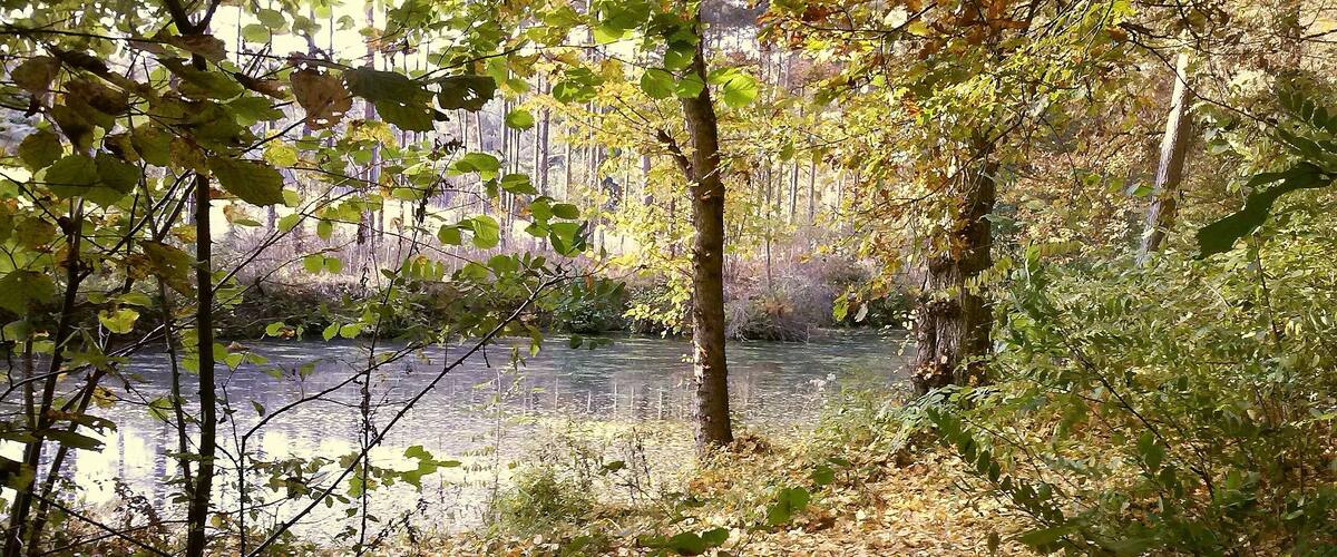 A forested area with a river, surrounded by trees with autumn leaves.