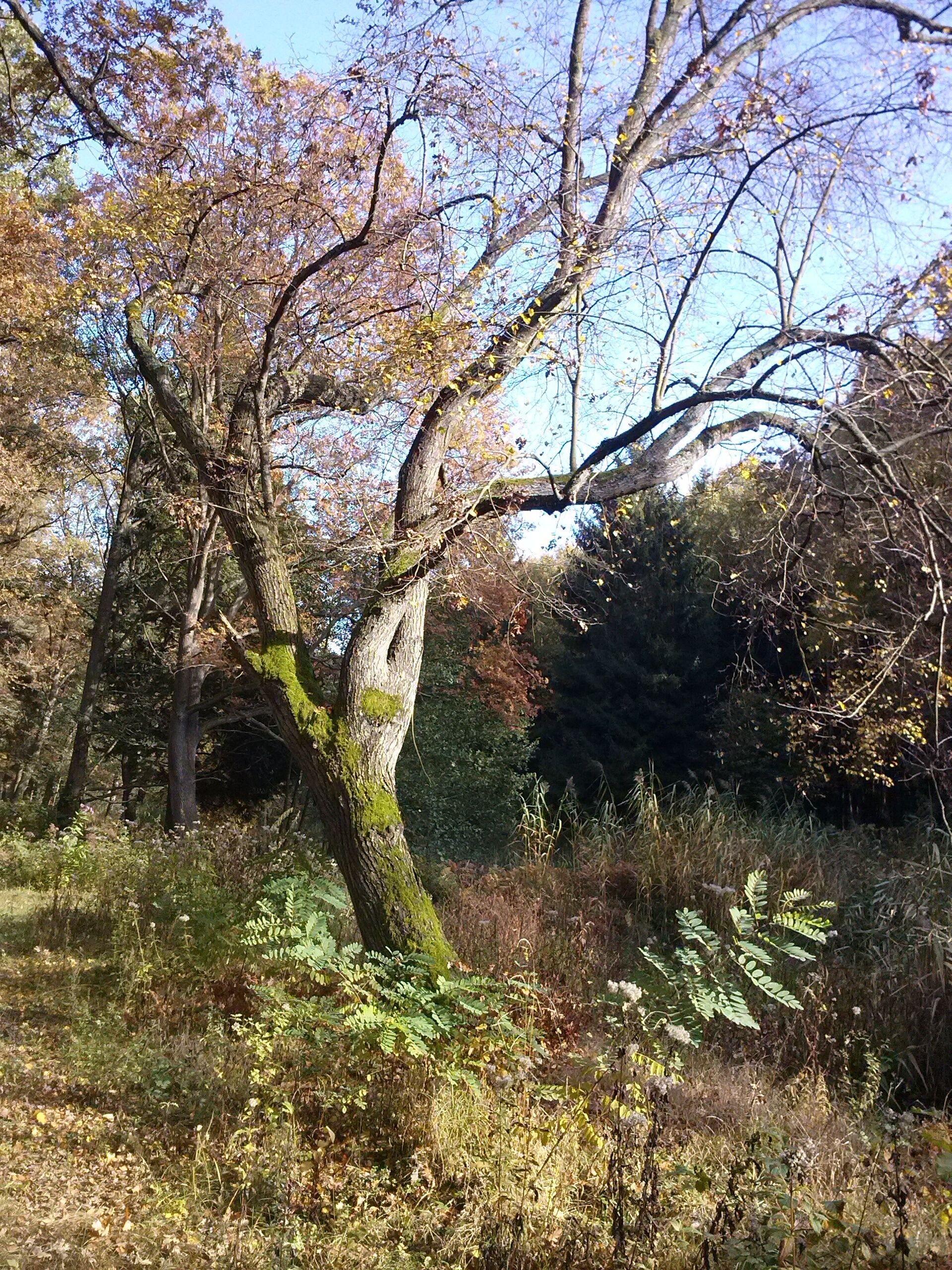 Herbst am Kuthfließ bei Eisenhüttenstadt