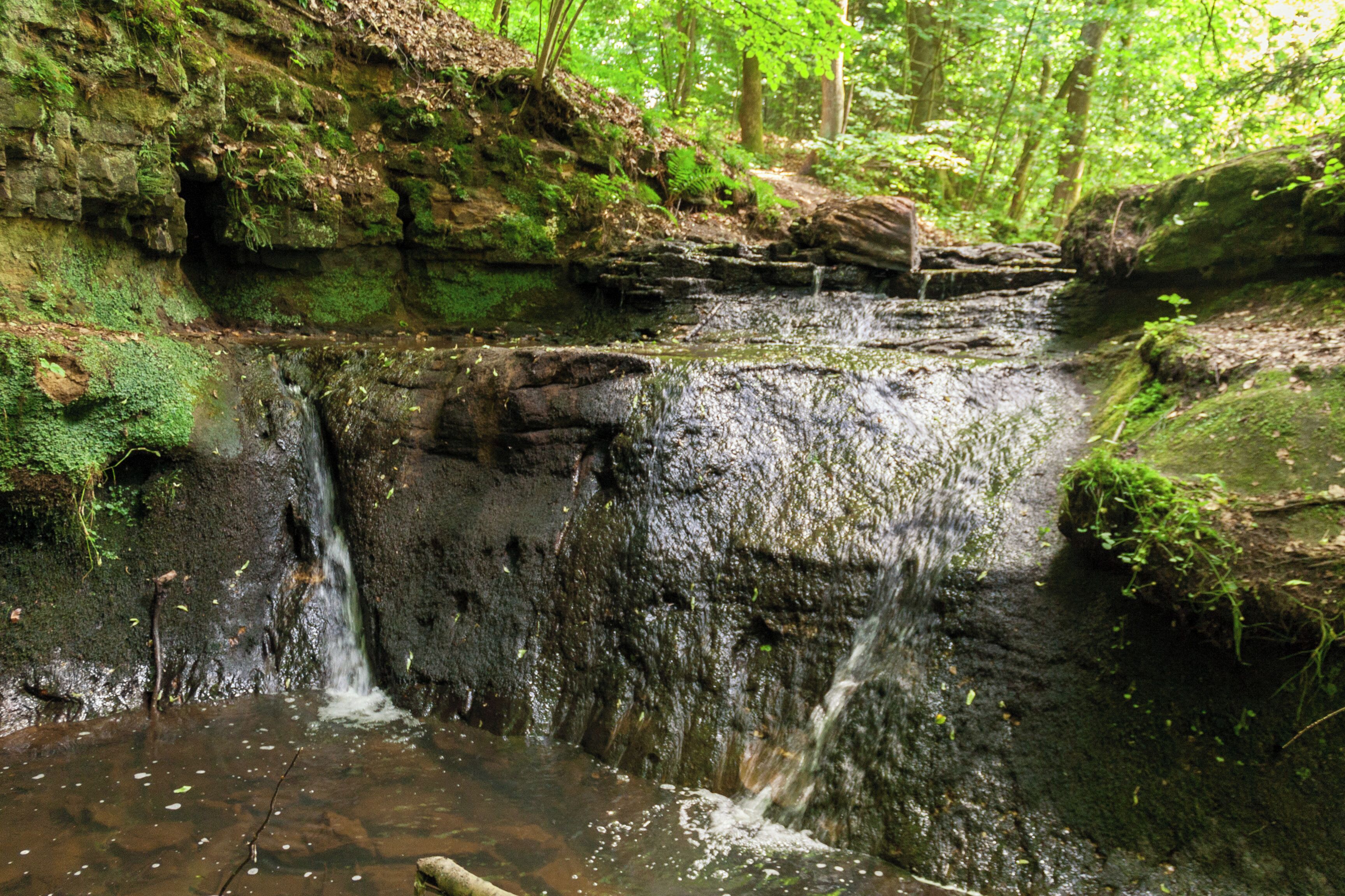 A forested area with a small waterfall and a rocky stream.