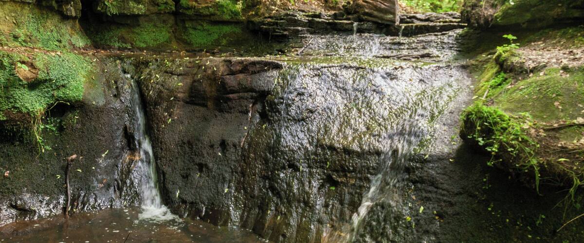 A forested area with a small waterfall and a rocky stream.