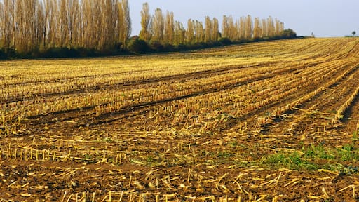 Harvest, Feld bei Hoym, Stadt Seeland
