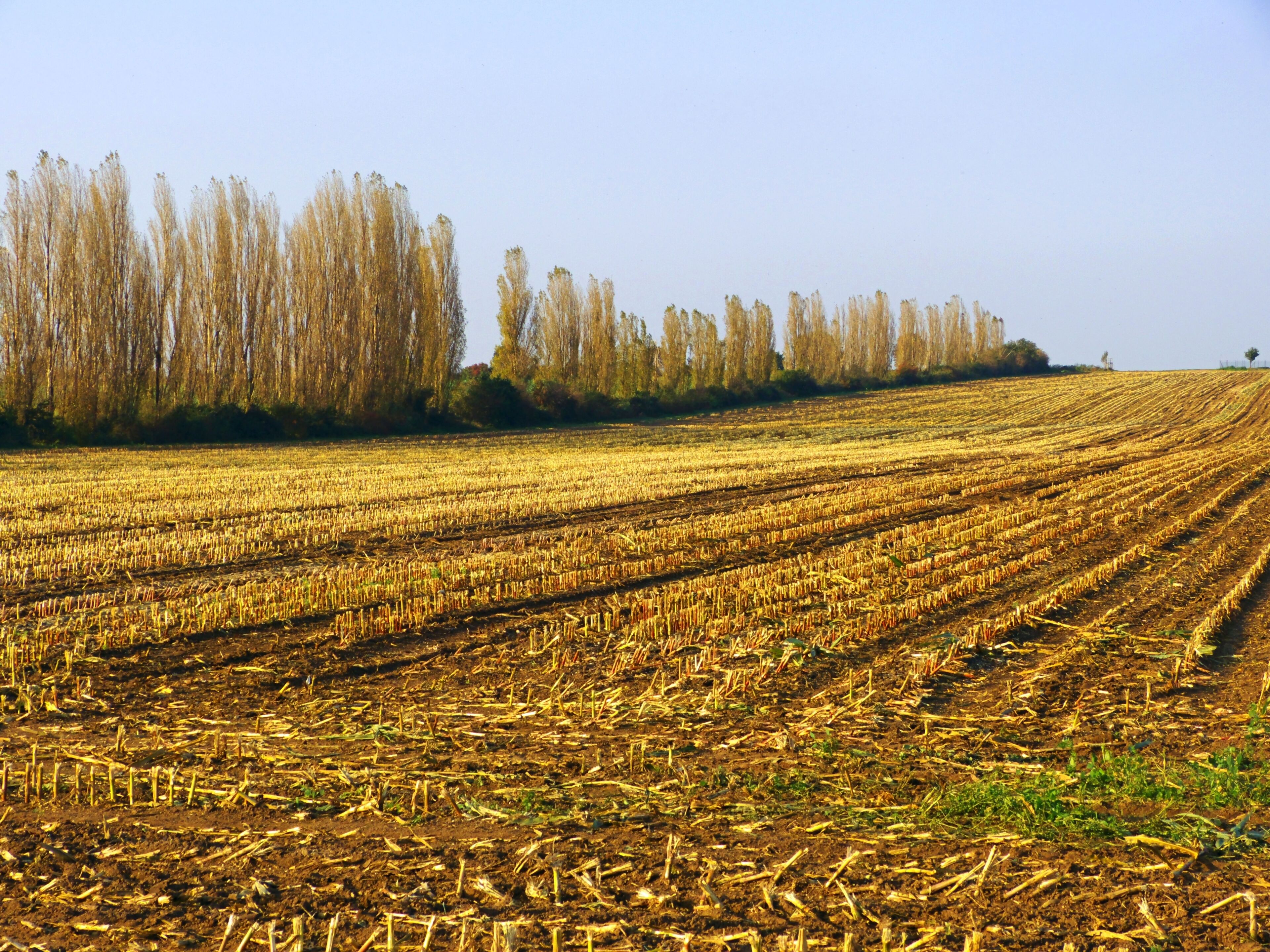 A vast agricultural field with rows of harvested crops and a line of leafless trees in the background.