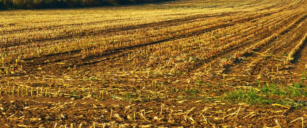 A vast agricultural field with rows of harvested crops and a line of leafless trees in the background.