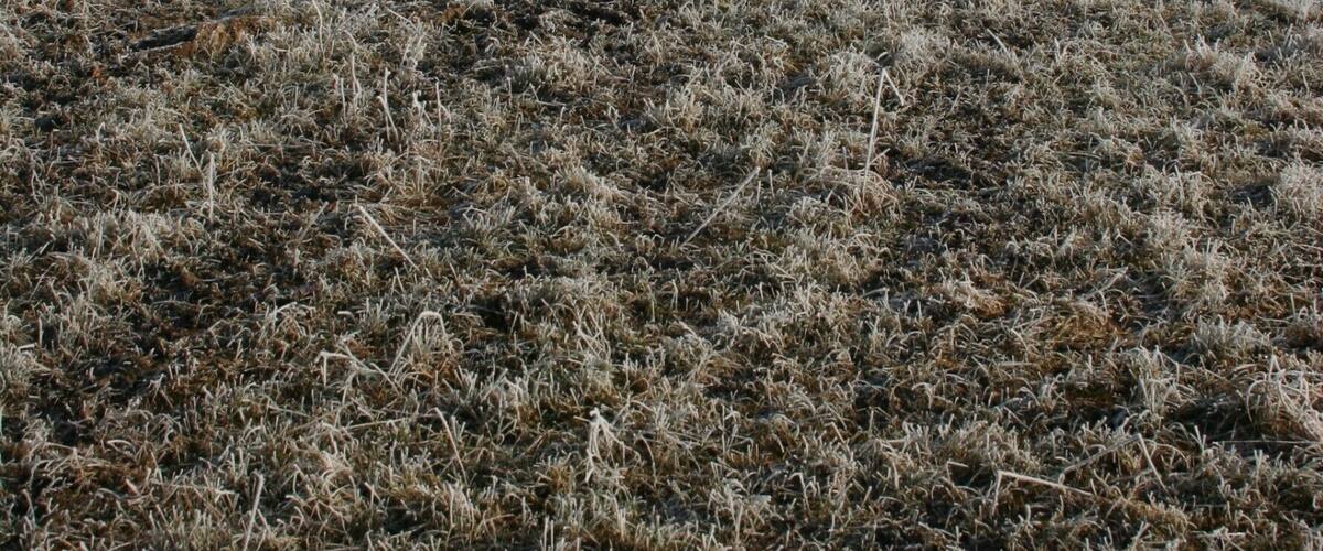 A barren field with a leafless tree in the distance.