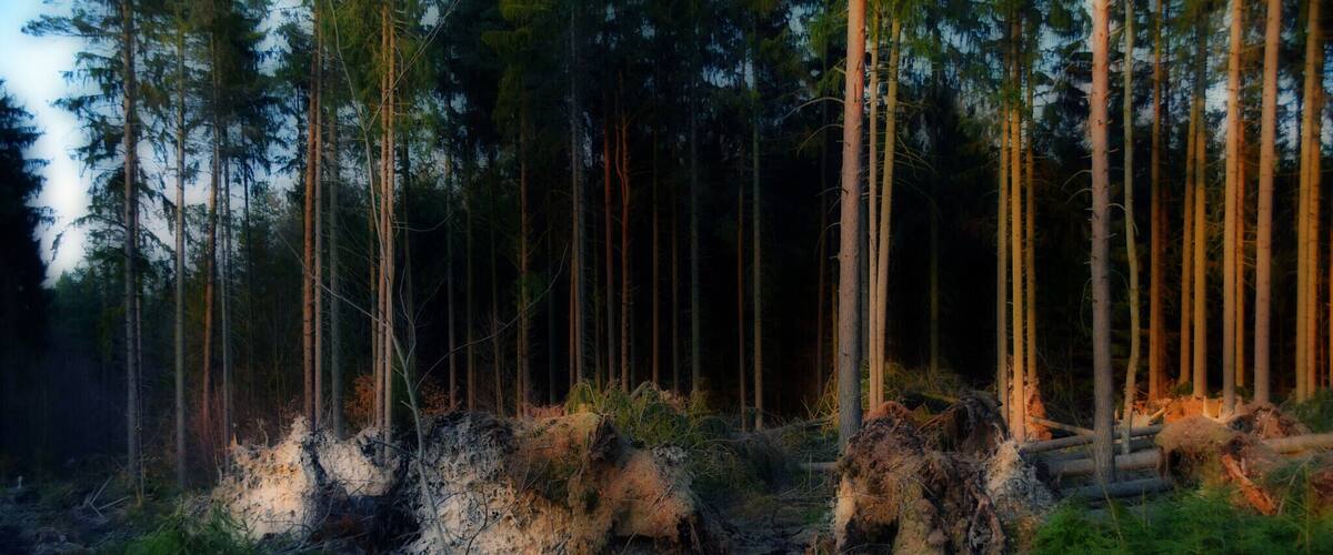 A forest with tall trees and a fallen log.