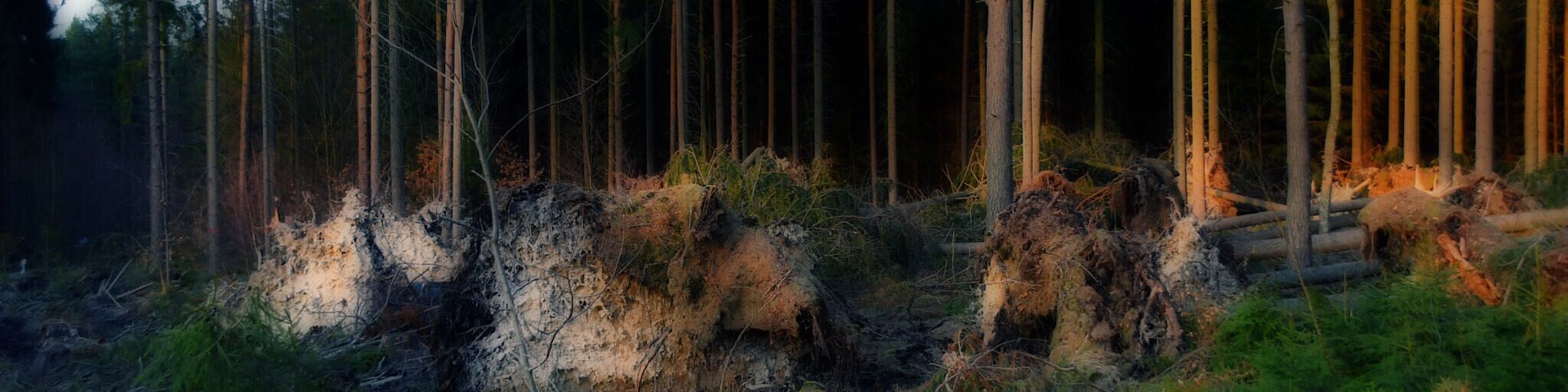 A forest with tall trees and a fallen log.
