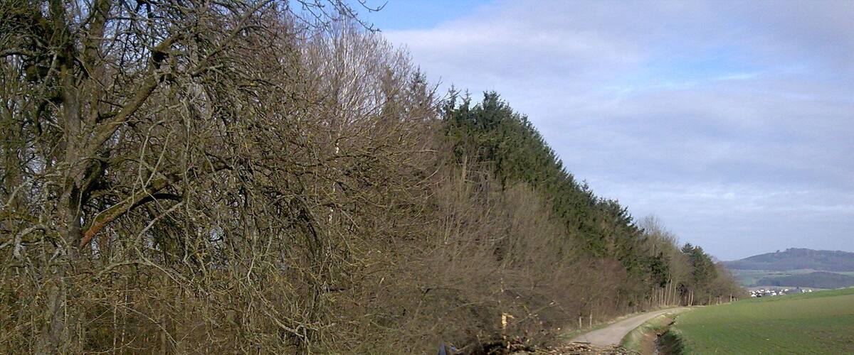 A rural dirt road winding through a forested area with a stream on the right.