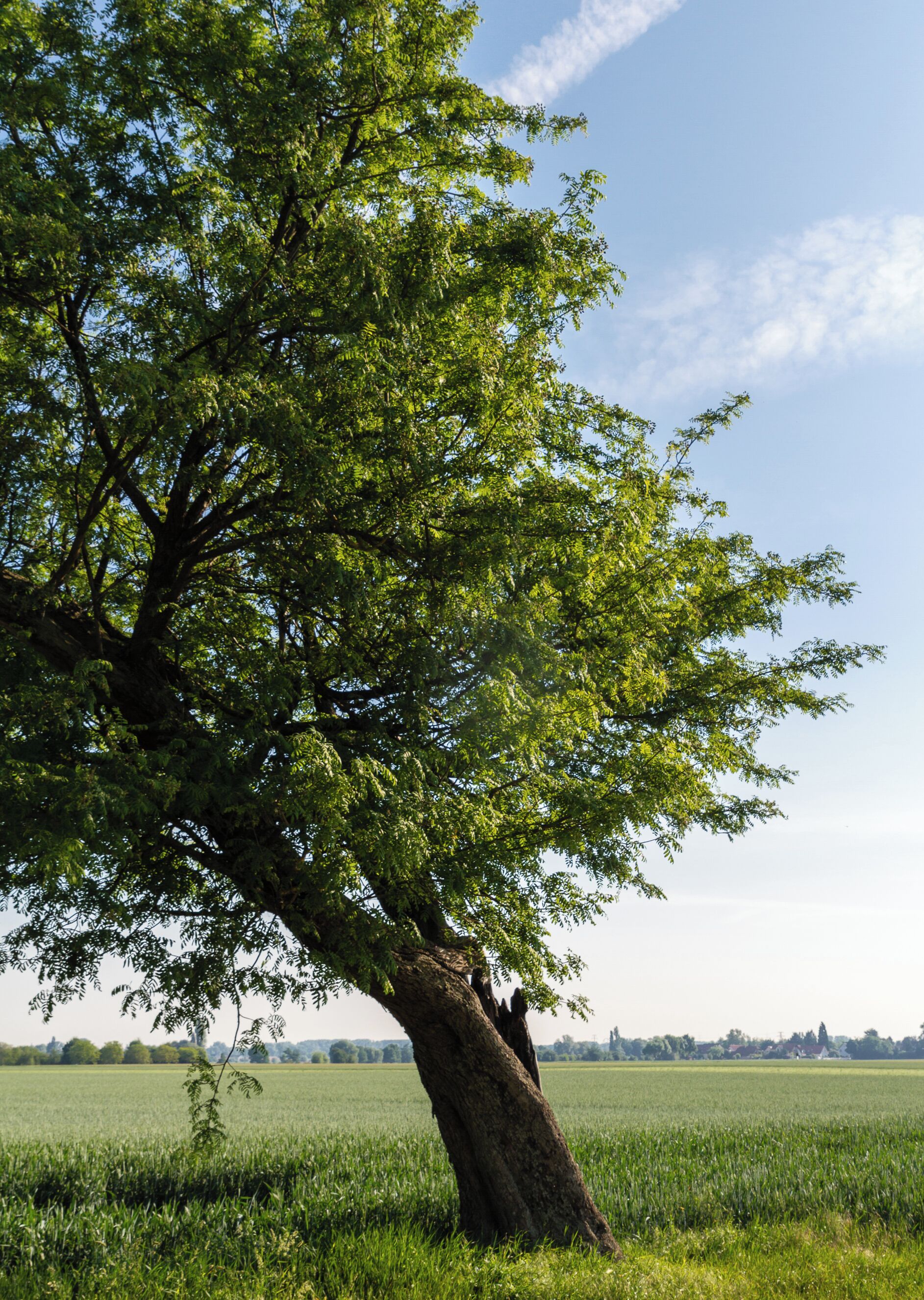 Designation: Service tree Type: Natural monument Description: Sorbus domestica Number: ND-7337-179 Place: Local municipality Böbingen, Collective municipality Edenkoben, District Südliche Weinstraße, Rhineland-Palatinate, Germany Location: East of Böbingen Field strip: An der Speßgasse
