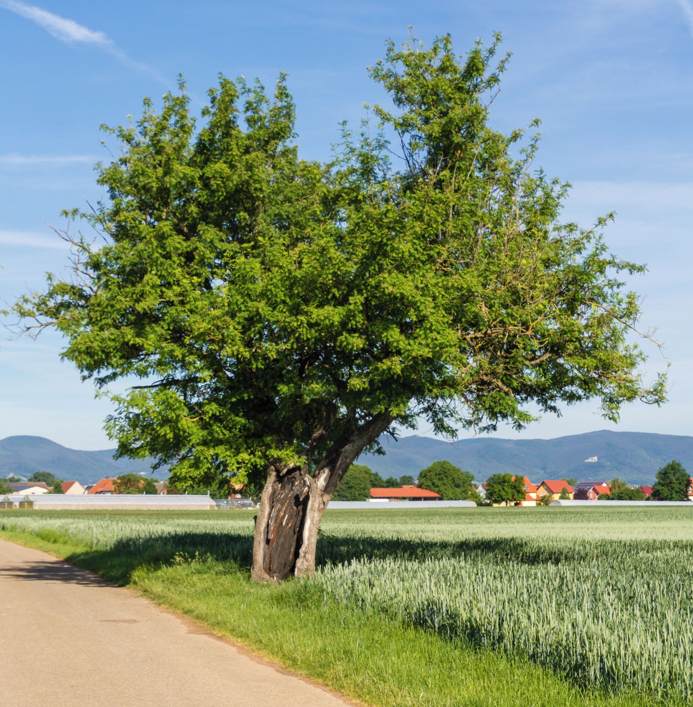 Designation: Service tree Type: Natural monument Description: Sorbus domestica Number: ND-7337-179 Place: Local municipality Böbingen, Collective municipality Edenkoben, District Südliche Weinstraße, Rhineland-Palatinate, Germany Location: East of Böbingen Field strip: An der Speßgasse