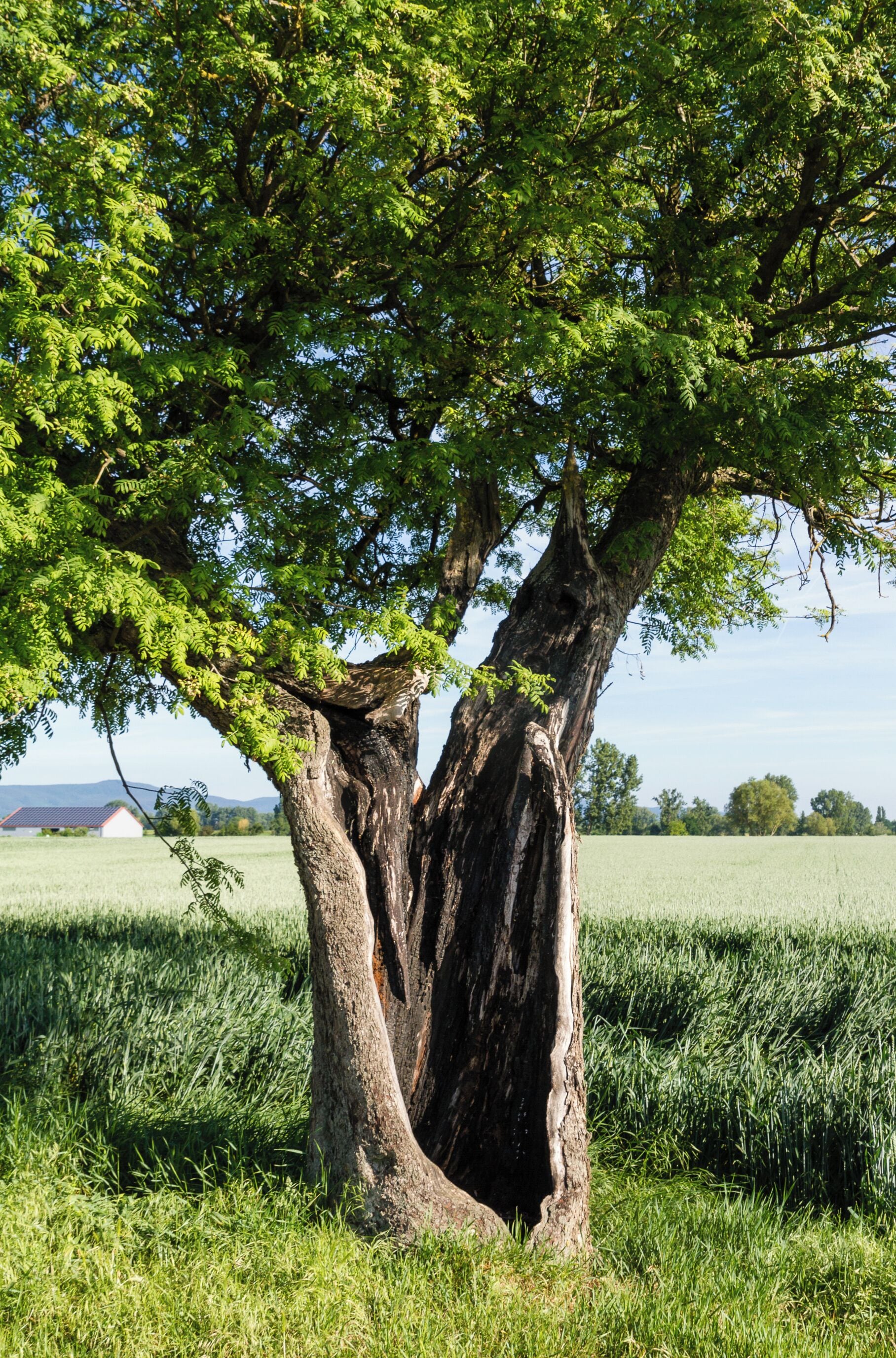 Designation: Service tree Type: Natural monument Description: Sorbus domestica Number: ND-7337-179 Place: Local municipality Böbingen, Collective municipality Edenkoben, District Südliche Weinstraße, Rhineland-Palatinate, Germany Location: East of B öbingen Field strip: An der Speßgasse