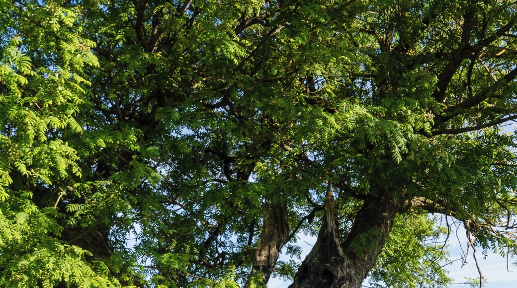 Designation: Service tree Type: Natural monument Description: Sorbus domestica Number: ND-7337-179 Place: Local municipality Böbingen, Collective municipality Edenkoben, District Südliche Weinstraße, Rhineland-Palatinate, Germany Location: East of Böbingen Field strip: An der Speßgasse